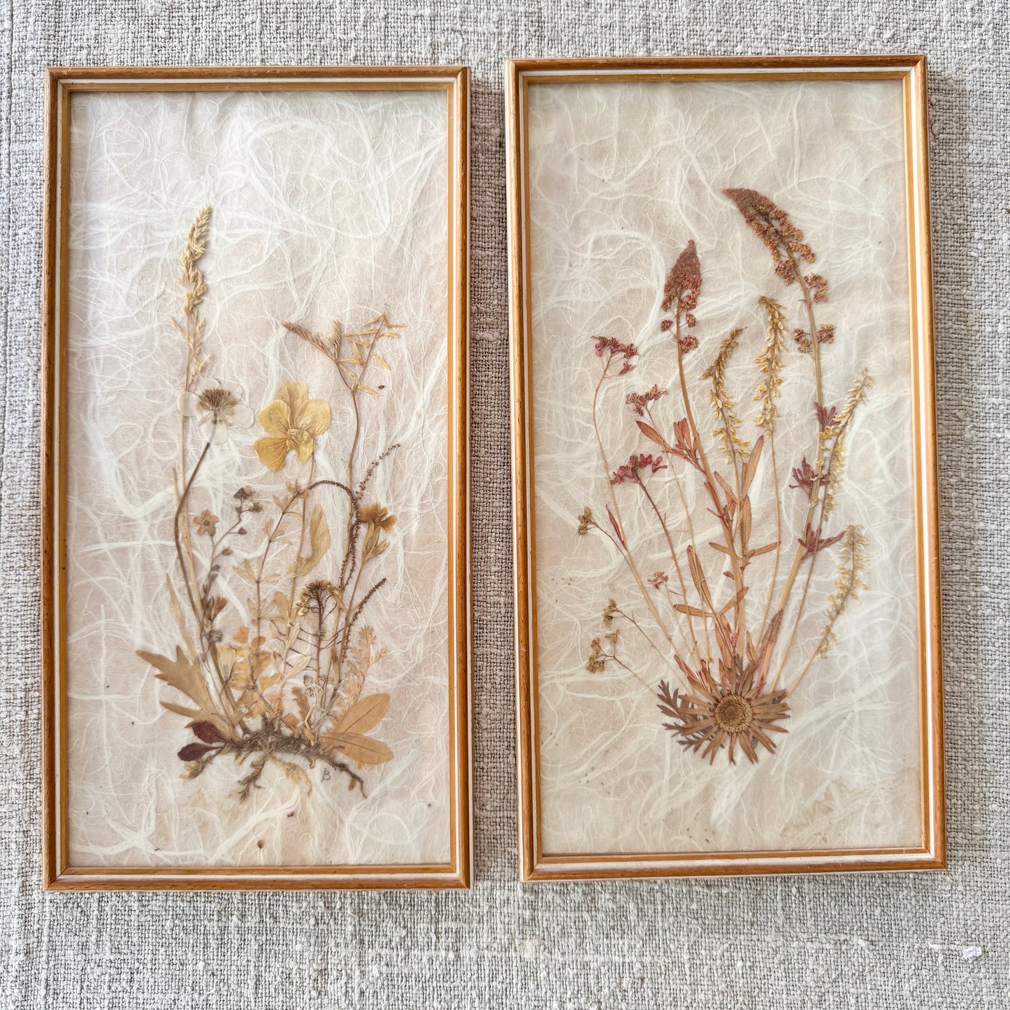 Sweden. Two Mid-century Herbarium Pressed Flowers Wall Art.