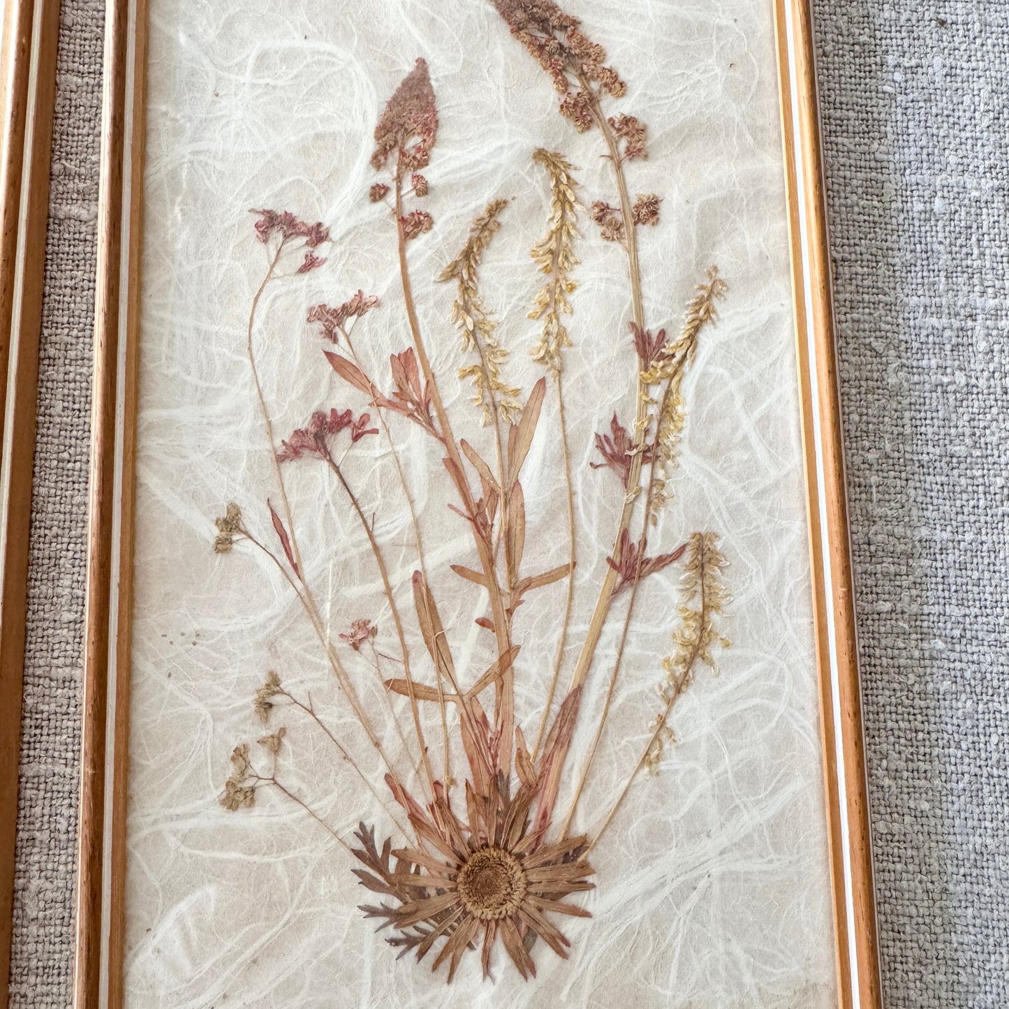Sweden. Two Mid-century Herbarium Pressed Flowers Wall Art.