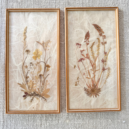 Sweden. Two Mid-century Herbarium Pressed Flowers Wall Art.