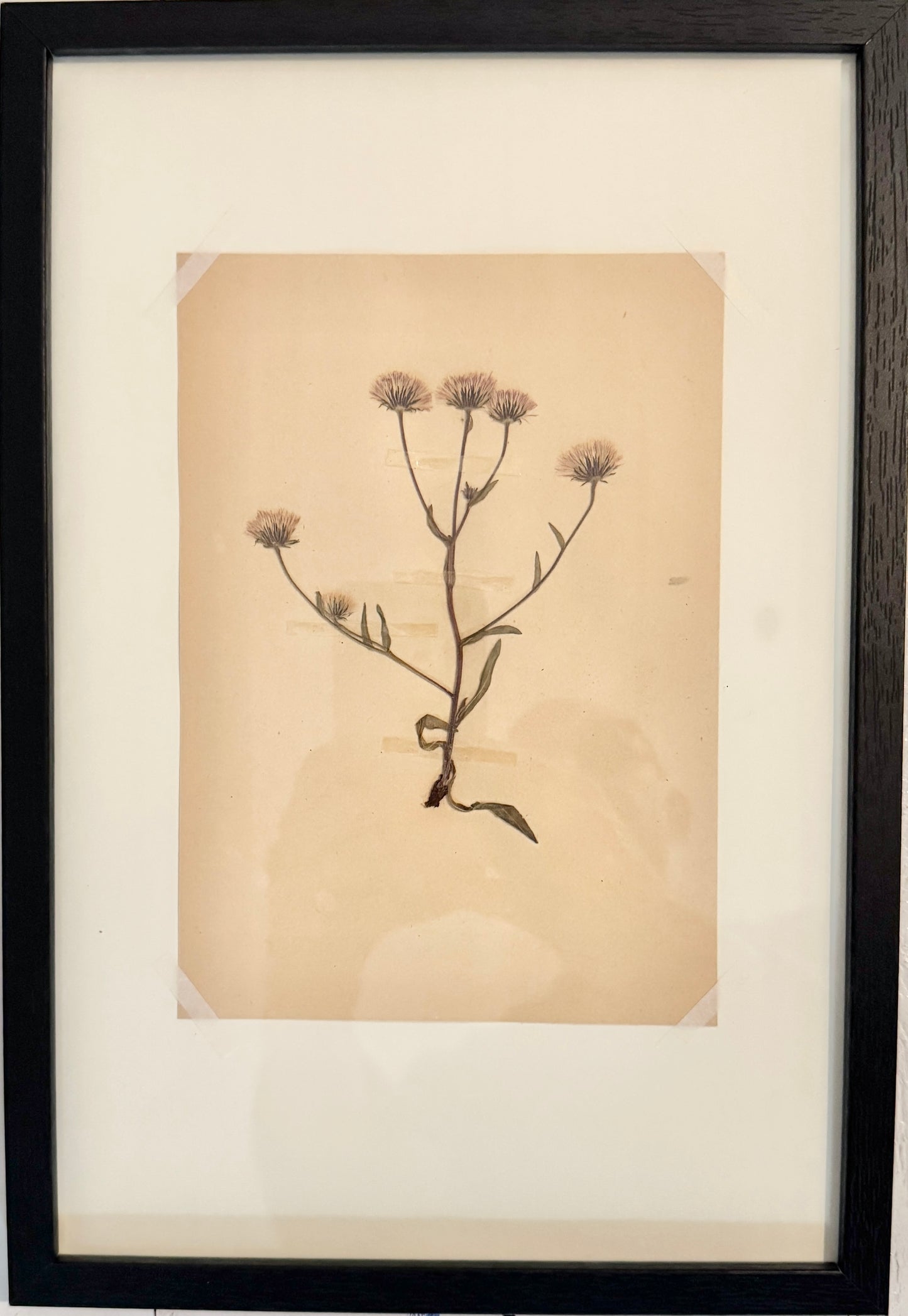 Framed Original 1936 Herbarium Specimen, Botanical Art. Blue Fleabane, Gotland Sweden.