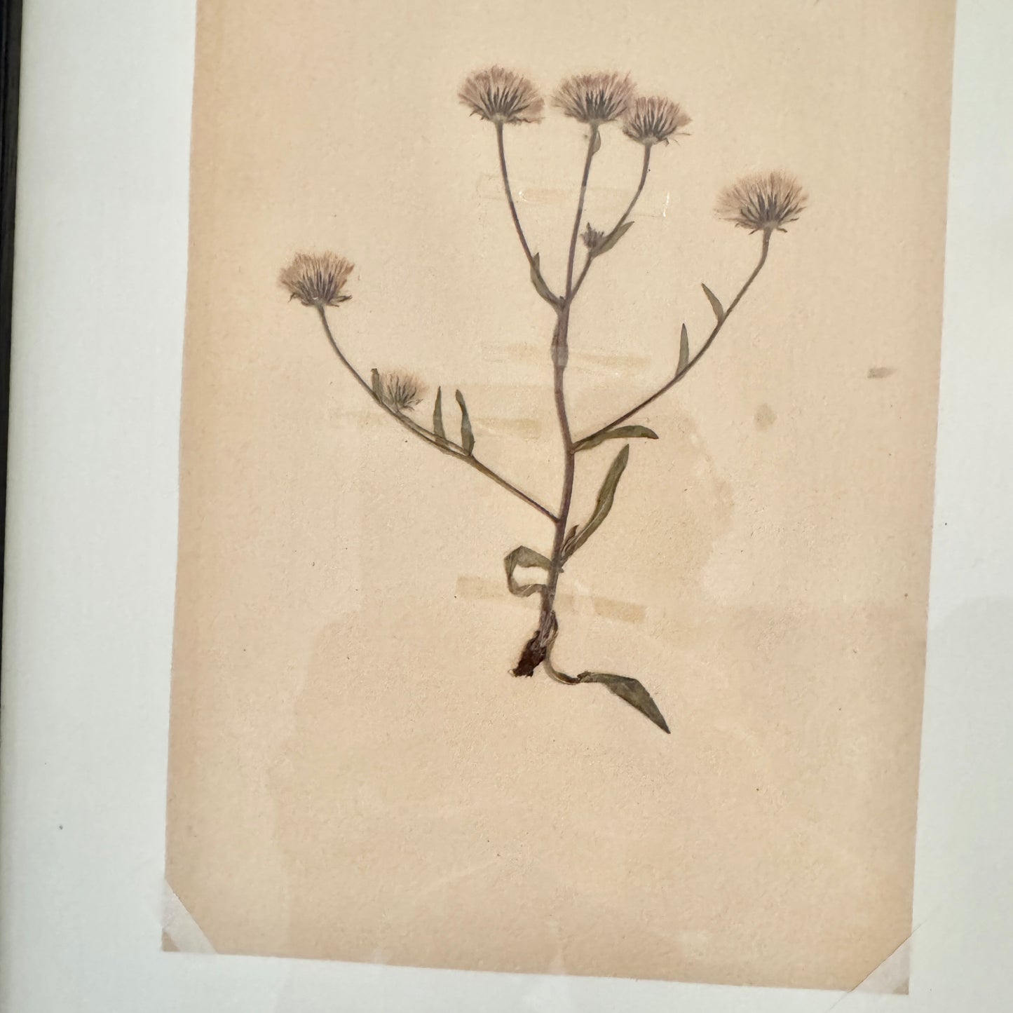 Framed Original 1936 Herbarium Specimen, Botanical Art. Blue Fleabane, Gotland Sweden.