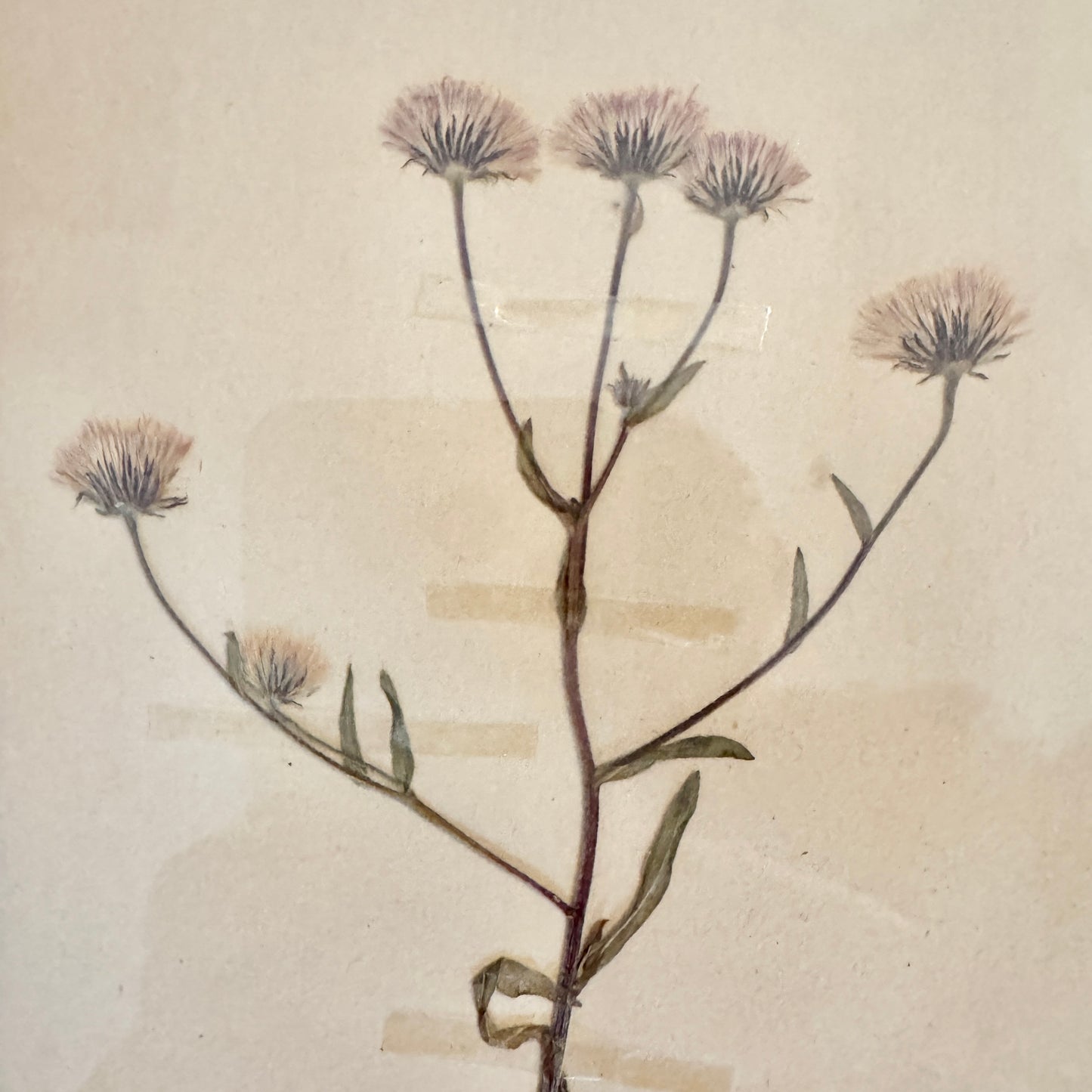 Framed Original 1936 Herbarium Specimen, Botanical Art. Blue Fleabane, Gotland Sweden.