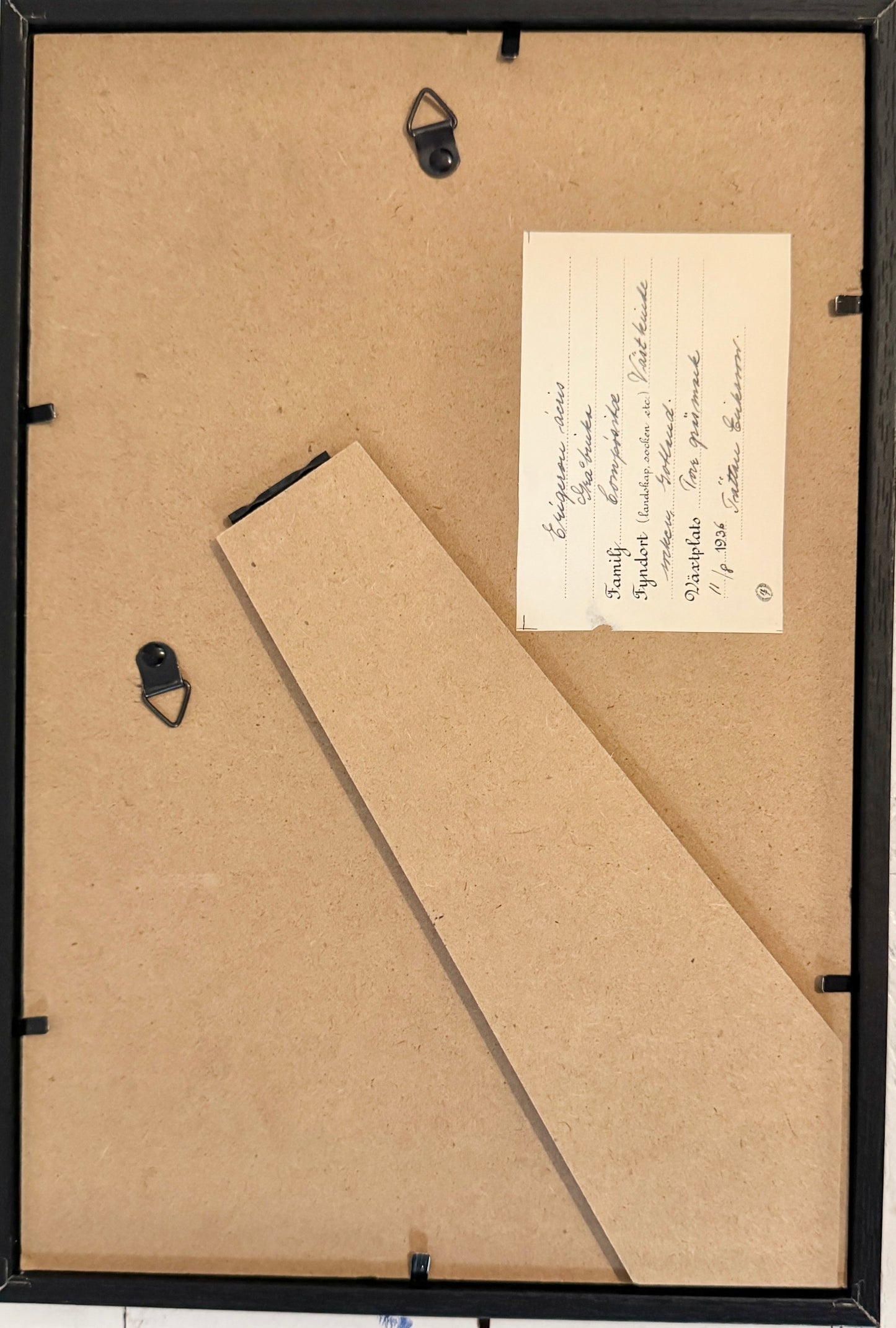 Framed Original 1936 Herbarium Specimen, Botanical Art. Blue Fleabane, Gotland Sweden.