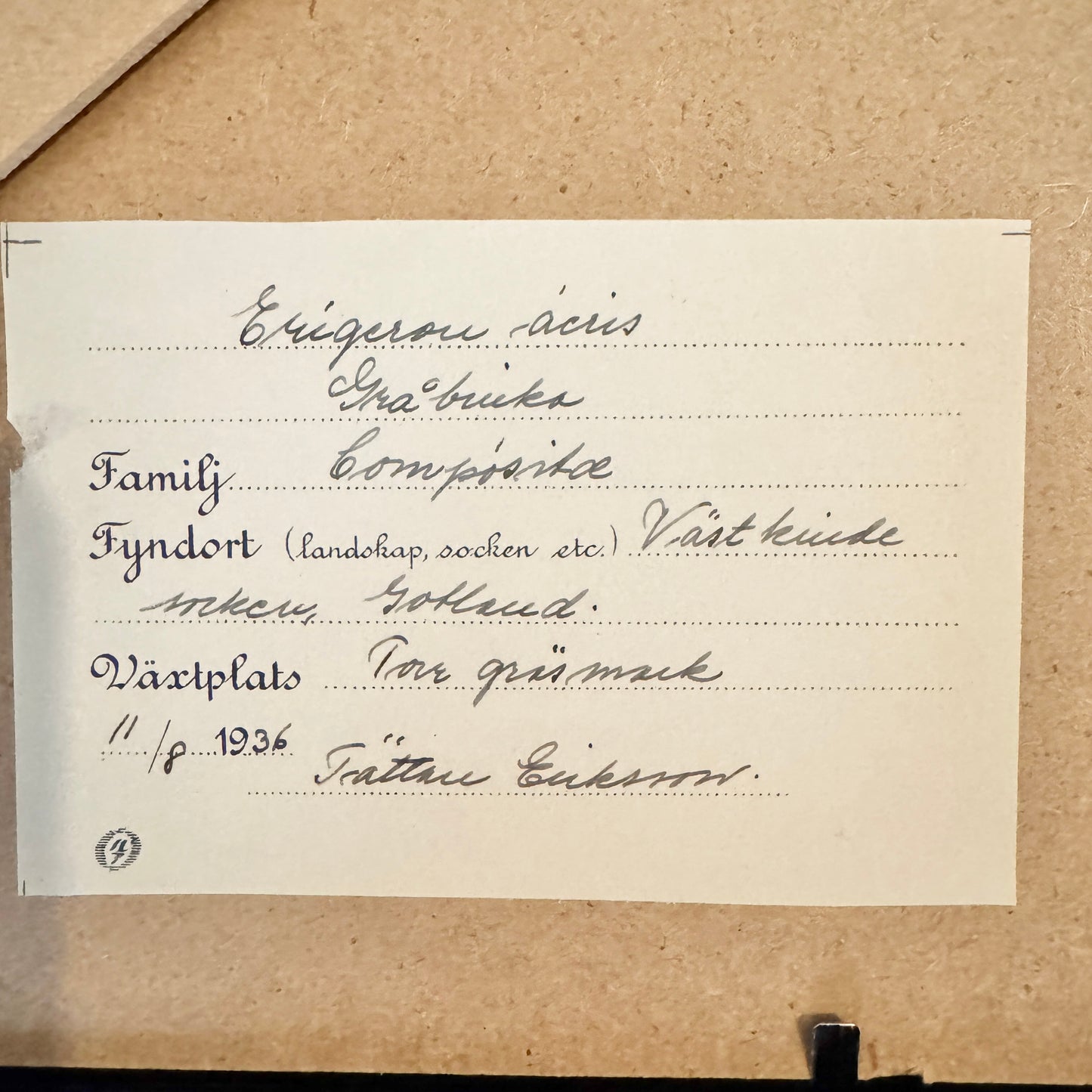 Framed Original 1936 Herbarium Specimen, Botanical Art. Blue Fleabane, Gotland Sweden.